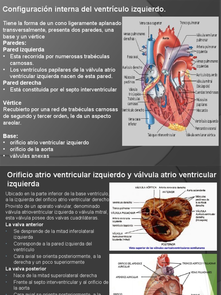 estructura-del-ventr-culo-izquierdo-cardiaco-pdf