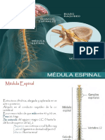 Sistema Nervioso 2