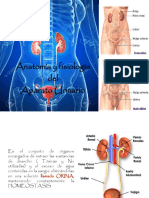 Sistema Renal 2021