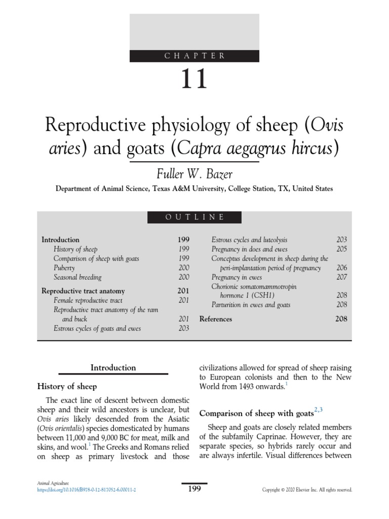 Reproductive Physiology of Sheep and Goats PDF Testicle