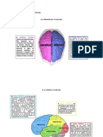 Hemisferios y Lobulos Cerebrales