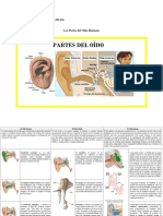 Las Partes Del Oído Humano
