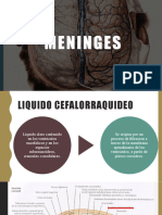 Meninges Anato