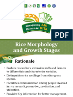 Rice Morphology and Growth Stages Guide