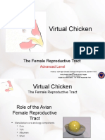 Feamle Reproductive System Poultry