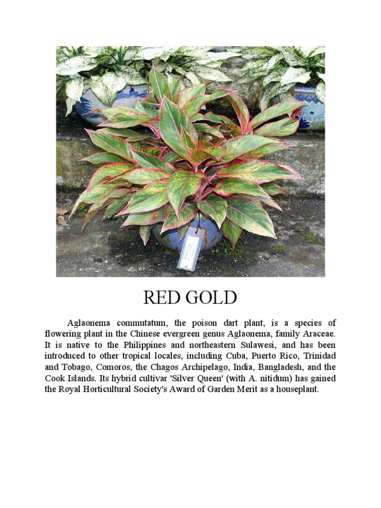 Ornamental Plants PDF Organisms Botany