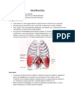 Diafragma: Estructura principal de la respiración