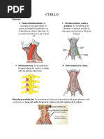 Cuello