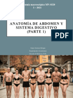 Abdomen y Sistema Digestivo (Parte 1)