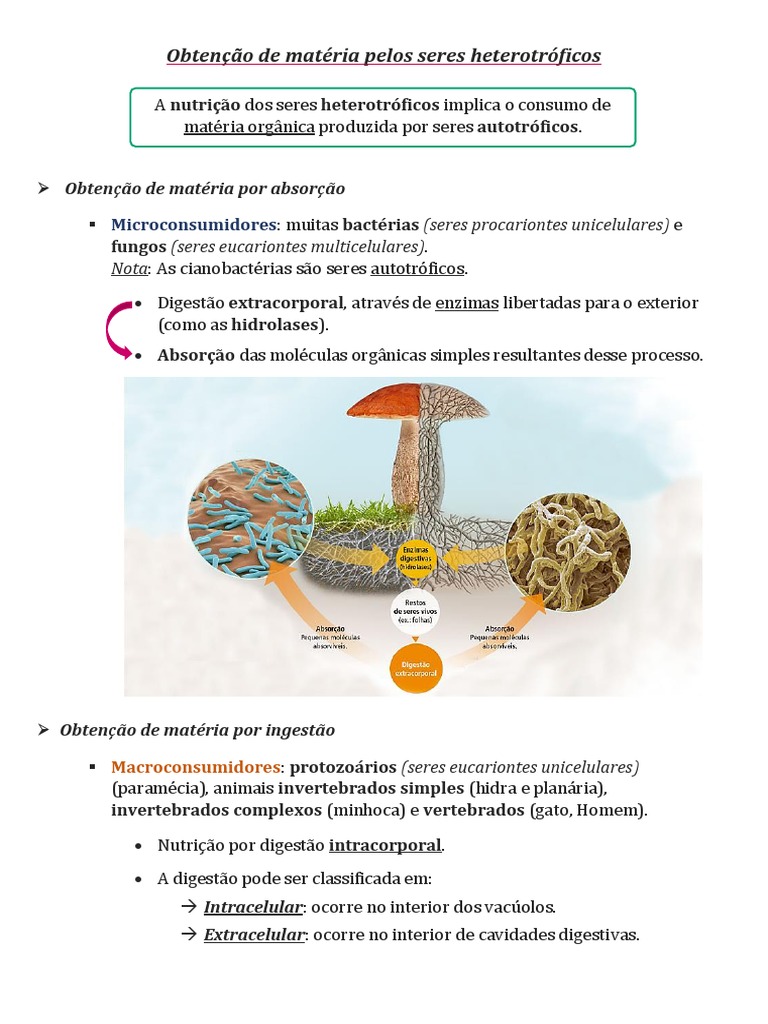 Obtenção de Matéria por Organismos Heterotróficos | PDF | Digestão ...