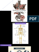 Albúm de Dibujos - Tema 2 La Osteología