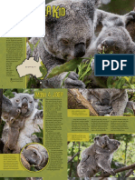 Koalas: From Tiny Joeys to Big Boss