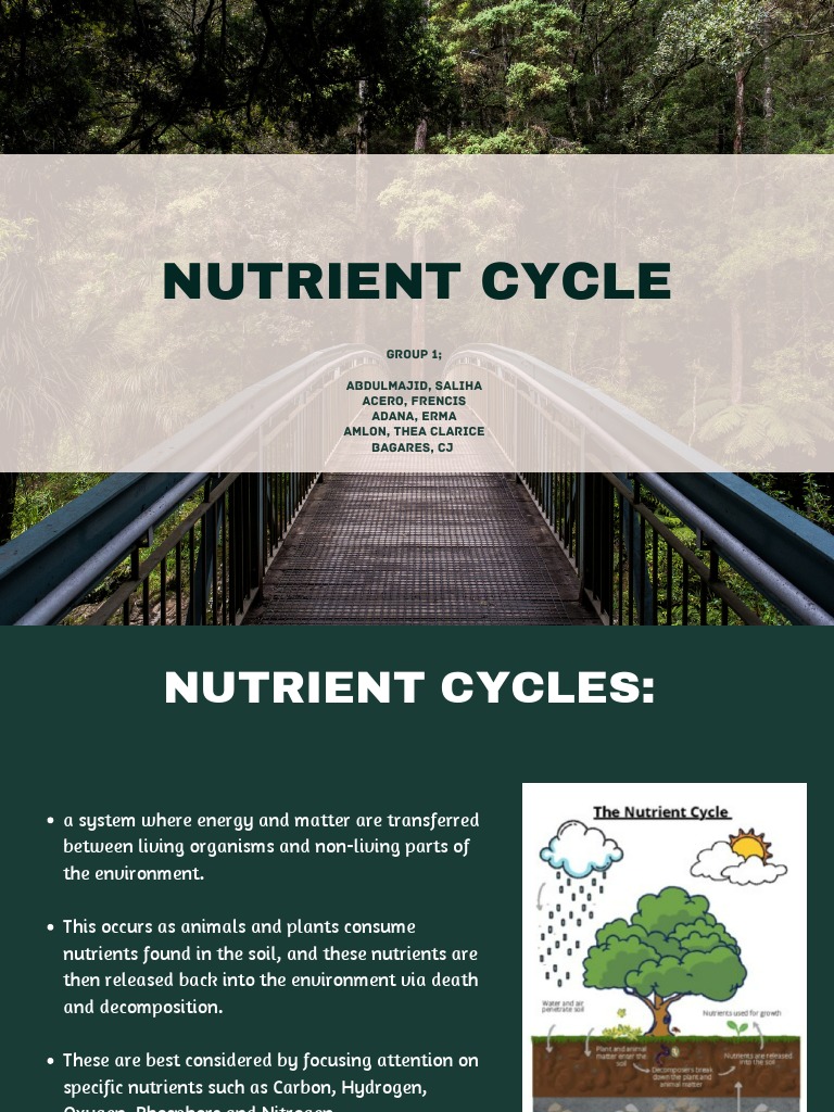 Nutrient Cycle | PDF | Ecosystem | Soil