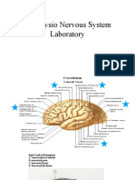 Anaphysio Nervous System Lab PPT 1