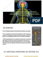 El Sistema Nervioso