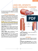 APARATO CARDIOVASCULAR Y SANGRE (Resumen)