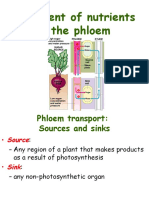 Translocation in The Phloem and Storage Organs