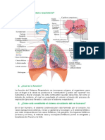 Taller Sistema Respiratorio