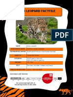 Amur Leopard Factfile