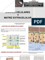 Uniones Celulares y Matriz Extracelular