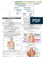 1.5 (2) Back Muscles