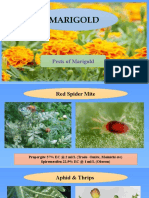 Disease Pest of Flowers (F)
