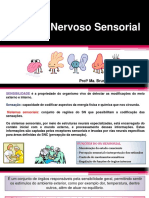 Sistema Nervoso Sensorial: Funções e Receptores