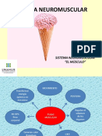 Clase 4 - Sistema NeuroMuscular