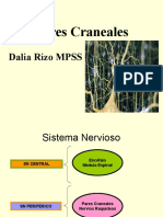 Pares Craneales