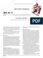 Heat Detection in Beef Cattle