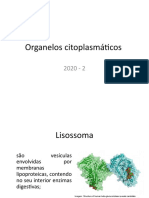 10.1 Organelos Citoplasmáticos 2