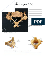 Cuello 1 - Ejercicios