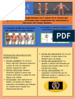 Infografia Fisiologia