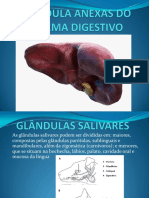 Glândulas salivares e suas funções