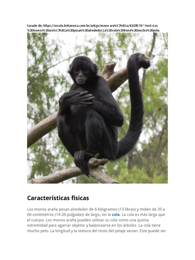 Paraíso Carlisa · Costa Rica: Monos araña en cautiverio., image size:768x1024