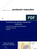 1 - Reproductor Masculino 1 - 2022