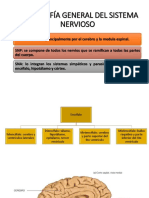 Anatomia y Fisiología Del SN