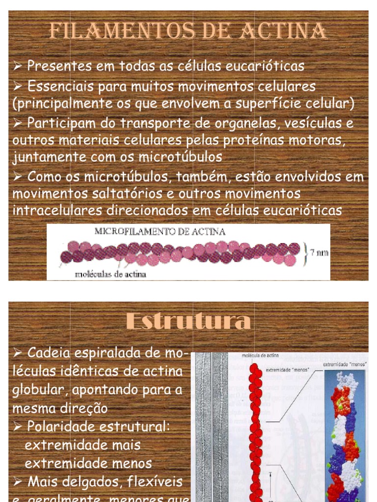 Filamentos de Actina - Apresentação Citoesqueleto | PDF | Ciências e ...