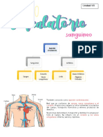 Aparato Sanguineo - U8