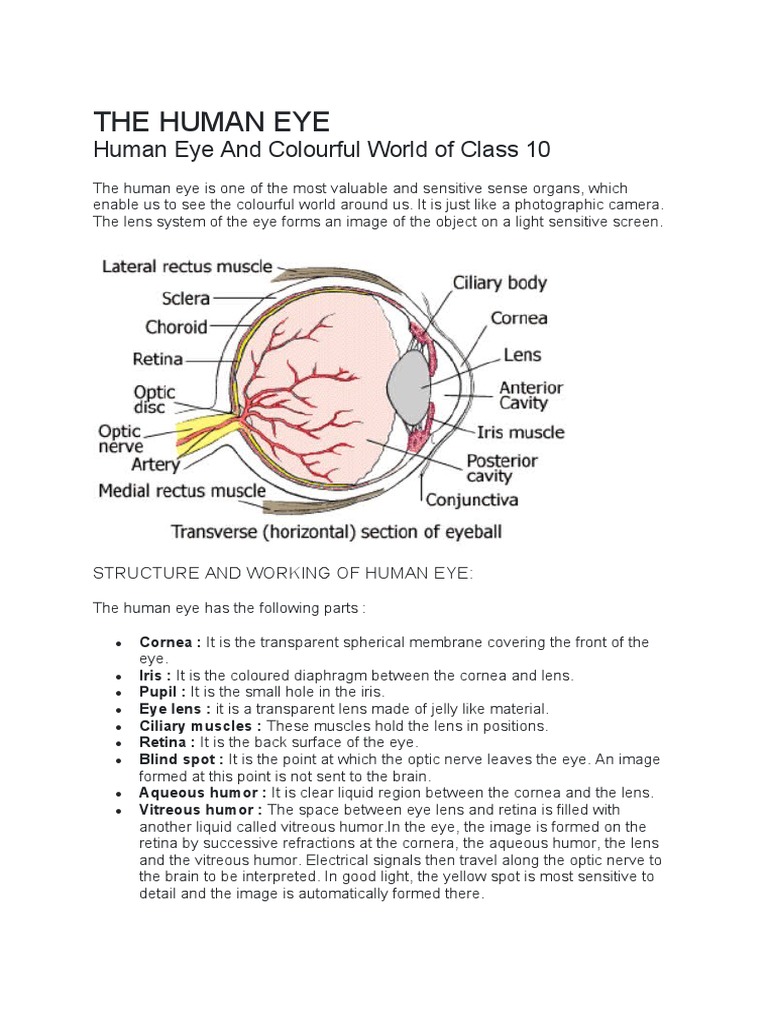Human Eye: Structure and Vision Defects | PDF | Eye | Myopia