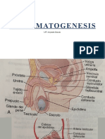 ESPERMATOGENESIS