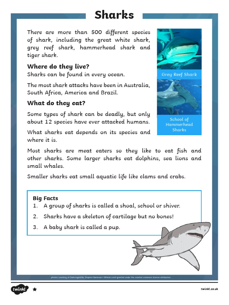 All About Sharks Reading Comprehension | PDF | Sharks | Great White Shark
