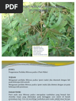 Download Pengamatan Perilaku Mimosa Pudica Putri Malu by radenwiralodra SN60695050 doc pdf