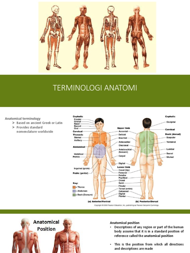 ANATOMICAL TERMINOLOGY | PDF | Anatomical Terms Of Location | Anatomy