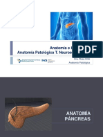 6.-Pancreas._Anatomia_e_Histologia._Anatomia_Patologica_T._Neuroendocrinos745a (1)