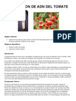 Extraccion de Adn Del Tomate