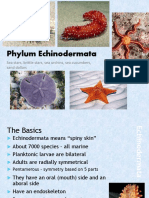 Sea Stars, Sea Urchins, and More: The Phylum Echinodermata