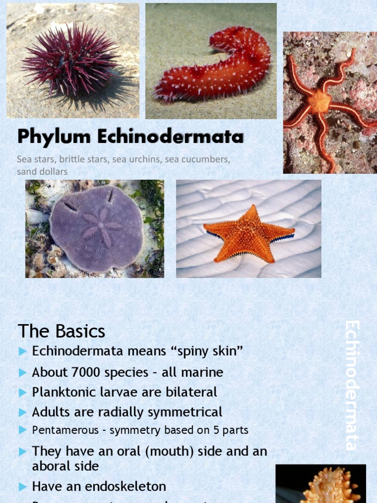 Phylum Echinodermata Sea Stars, Brittle Stars, Sea Urchins, Sea