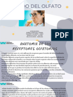 Anatomia de Los Receptores Olfatorios