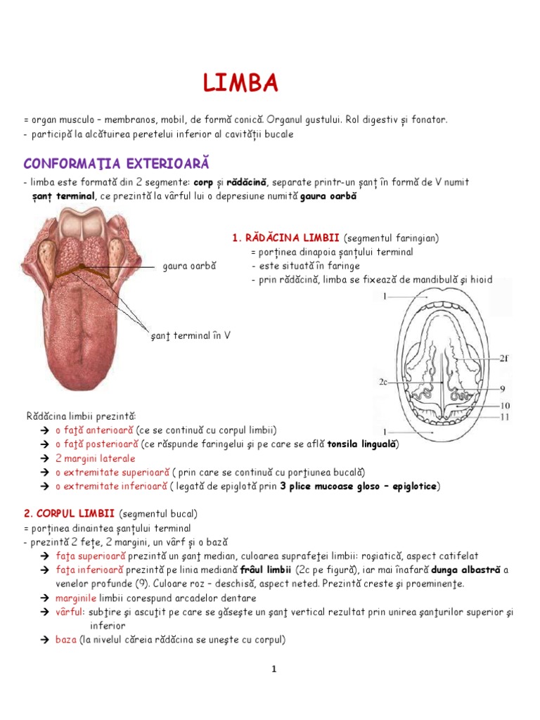 LIMBA | PDF